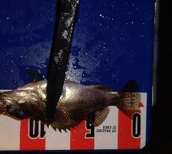 メバリング&アジング